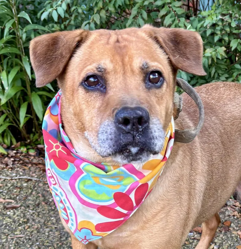 A senior large-sized female Labrador Retriever dog named Kind Hearted Koda for adoption in Cypress, TX