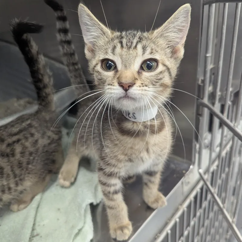 A baby small-sized female Domestic Short Hair cat named The Cranberries for adoption in Evansville, IN
