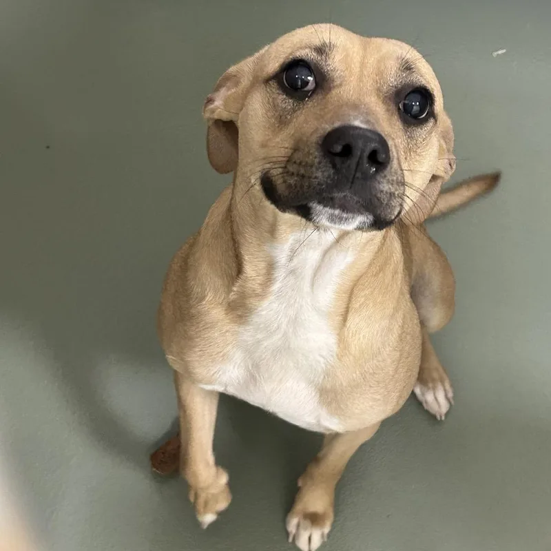 Twinkle Toes thumbnail 2