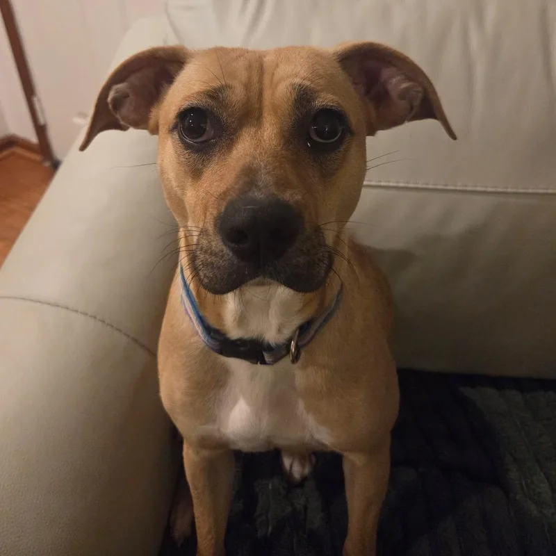 Twinkle Toes thumbnail 3