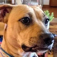 Twinkle Toes thumbnail 4