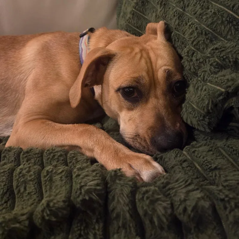 Twinkle Toes thumbnail 5