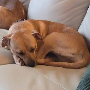 Twinkle Toes thumbnail 6