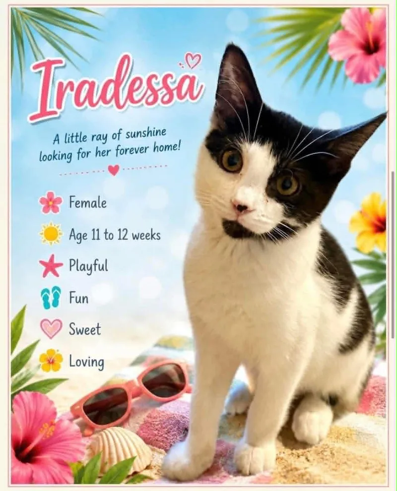 A young small-sized female Black & White / Tuxedo Domestic Short Hair cat named Iradessa for adoption in Cortland, OH