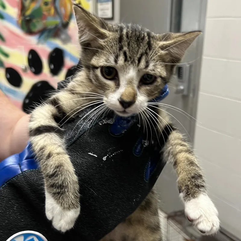 A baby small-sized male Brown / Chocolate Domestic Short Hair cat named Charmer for adoption in Lufkin, TX