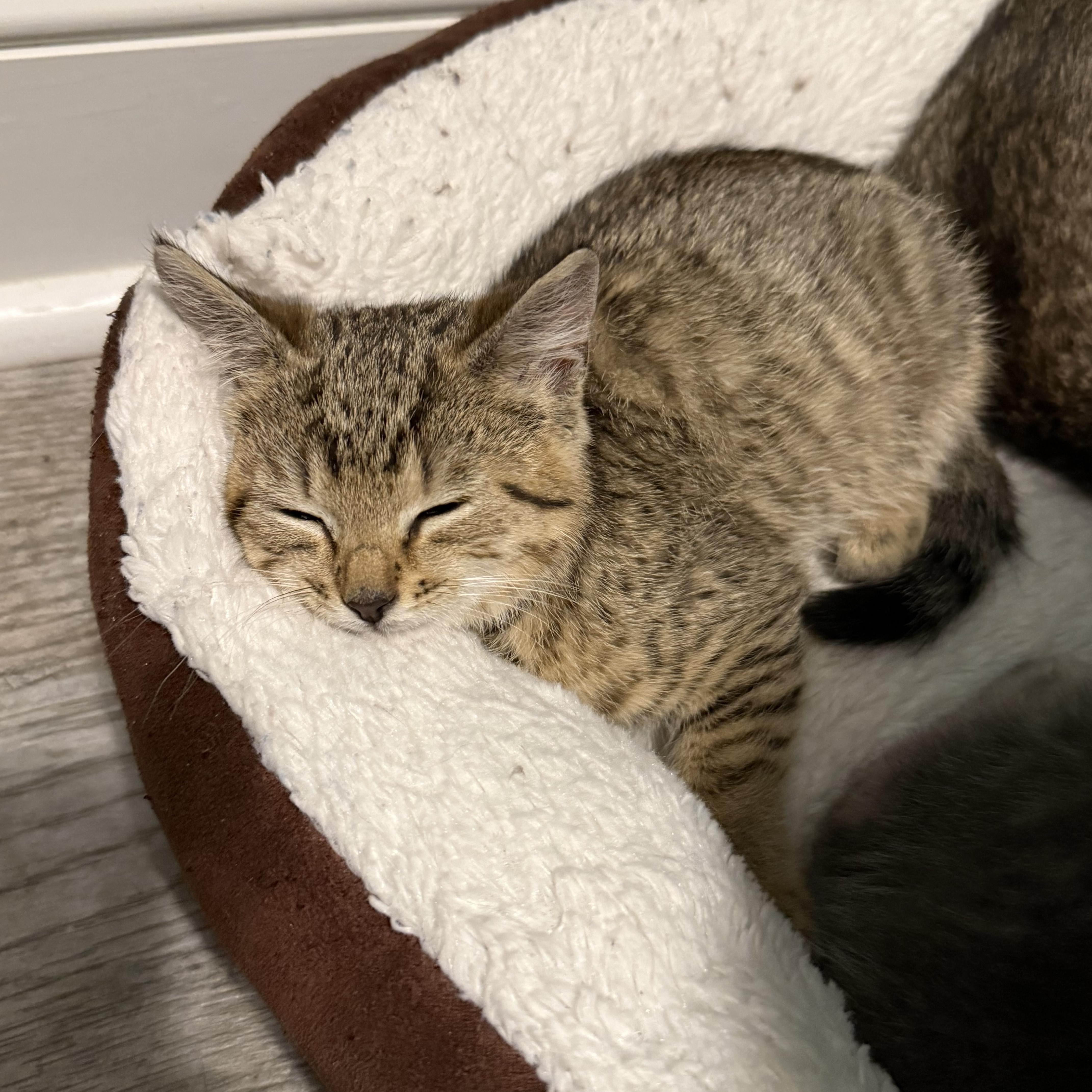 A baby small-sized male Buff / Tan / Fawn Domestic Short Hair cat named Soundwave for adoption in Warminster, PA
