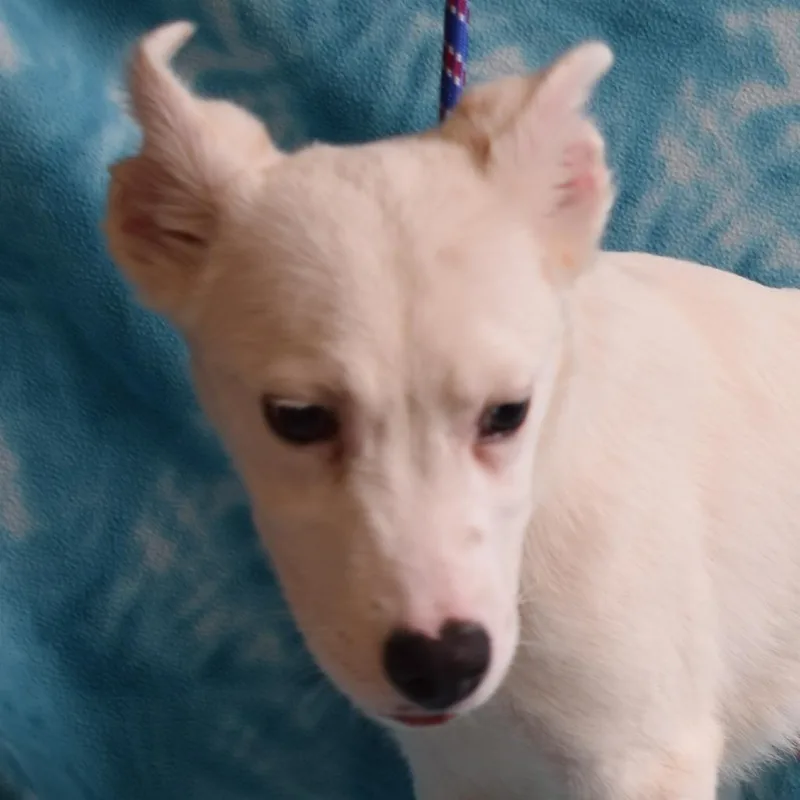 A baby large-sized male White / Cream Husky dog named Darrin for adoption in Eureka, CA
