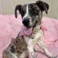 A young medium-sized female Black Catahoula Leopard Dog dog named Josie for adoption in Tampa, FL