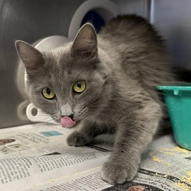 An adult medium-sized female Domestic Long Hair cat named Kelsey for adoption in Las Vegas, NV