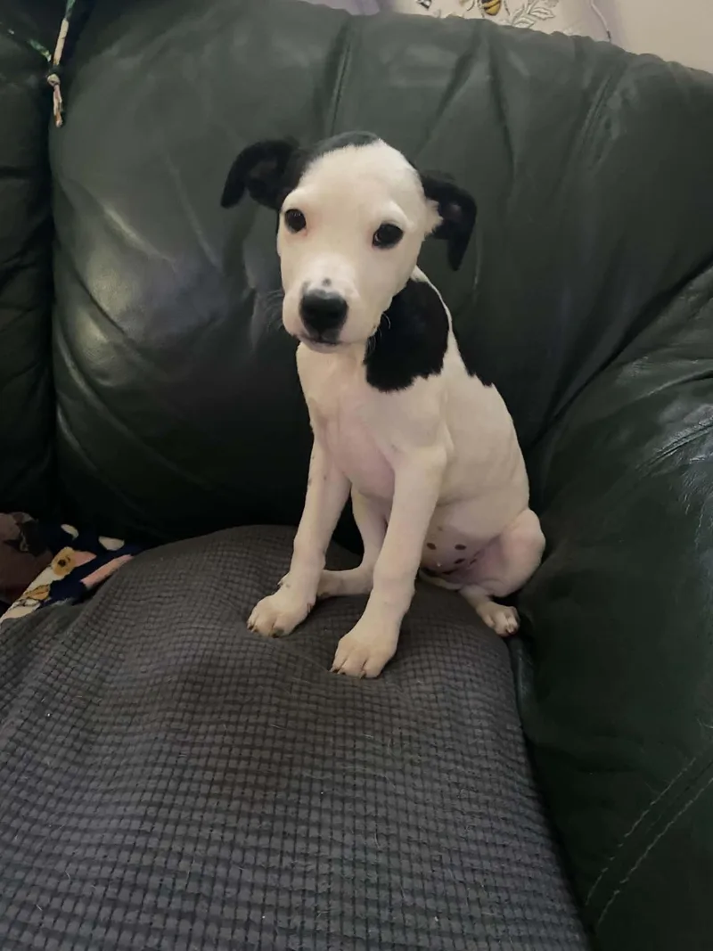 A young medium-sized female Black Afghan Hound dog named Rosalie  Twilight Litter for adoption in Sheboygan, WI
