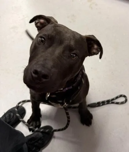 A baby medium-sized male Mixed Breed dog named Domino for adoption in West Chester, PA