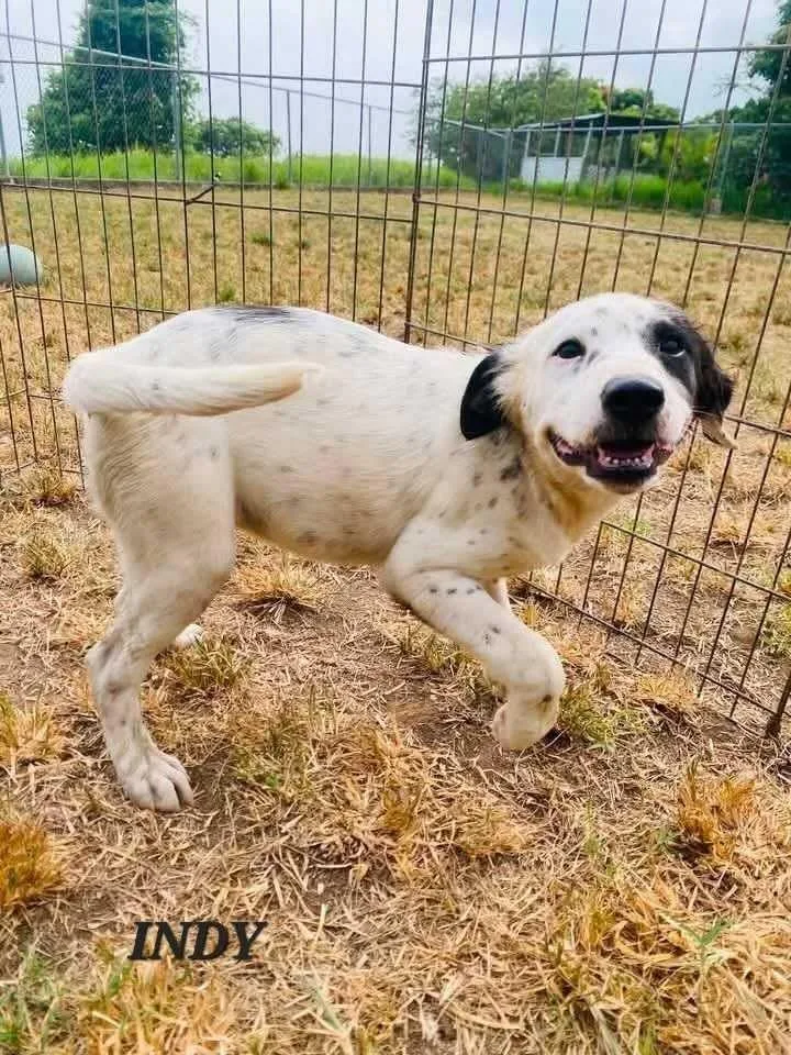 A young small-sized female Labrador Retriever dog named Indy for adoption in Milford, NH