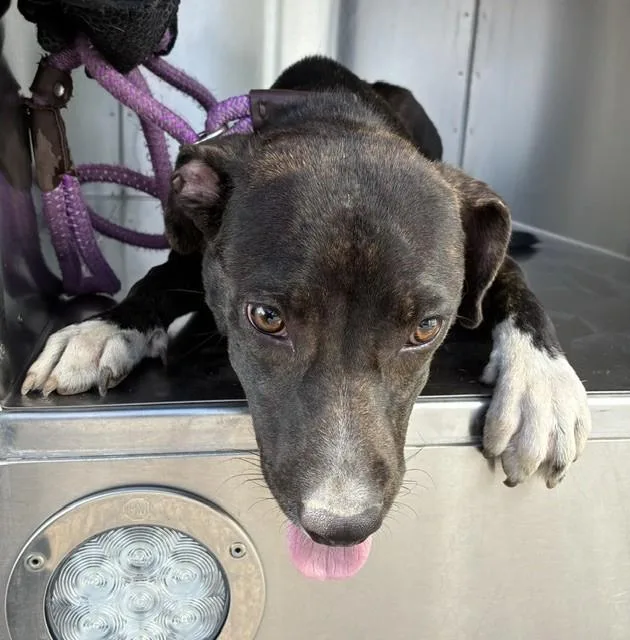A young large-sized female Labrador Retriever dog named Fruit Punch for adoption in Phoenix, AZ