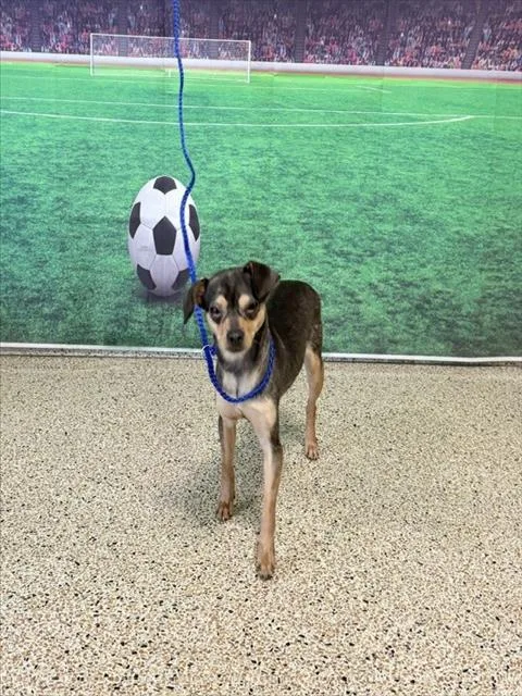 A young small-sized female Chihuahua dog named Kimi for adoption in Miami, FL