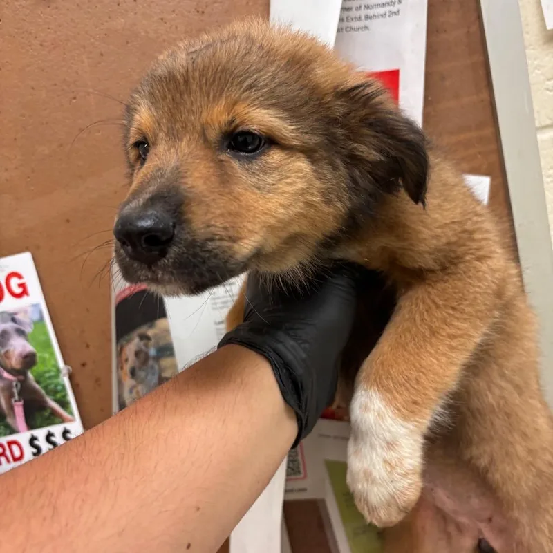A baby small-sized female Yellow / Tan / Blond / Fawn Mixed Breed dog named Rasha for adoption in Memphis, TN