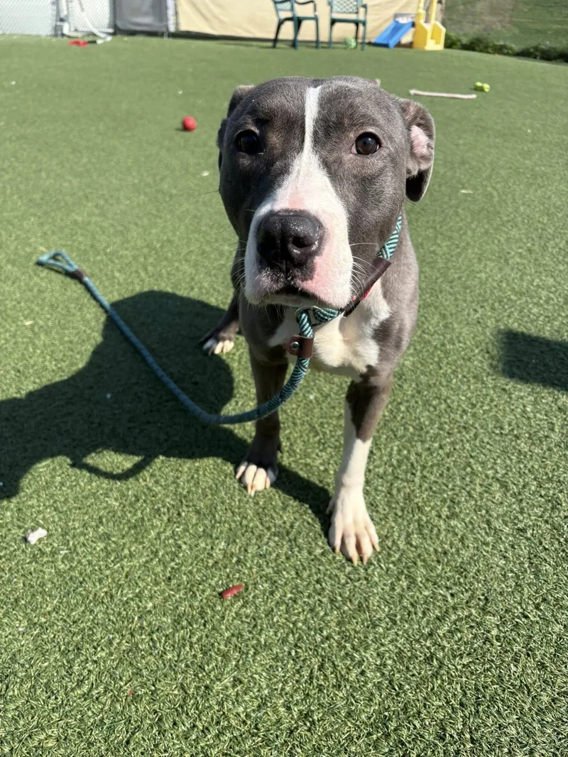 An adult medium-sized female Gray / Blue / Silver Pit Bull Terrier dog named Adele for adoption in Cleveland, OH