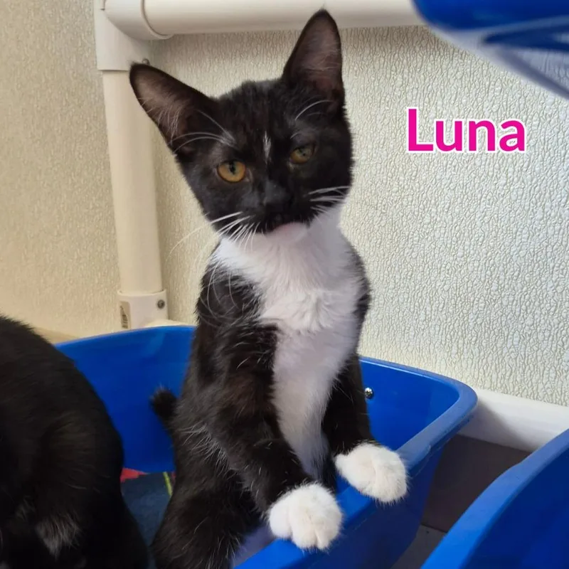 A baby medium-sized female Domestic Short Hair cat named Luna for adoption in North Saint Paul, MN