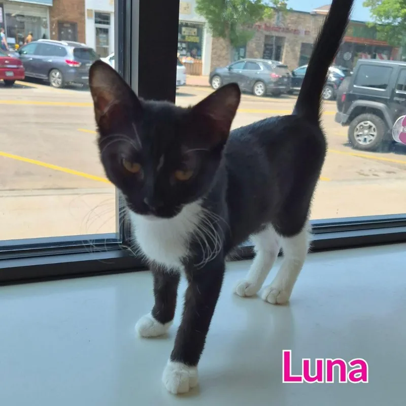 Luna thumbnail 2