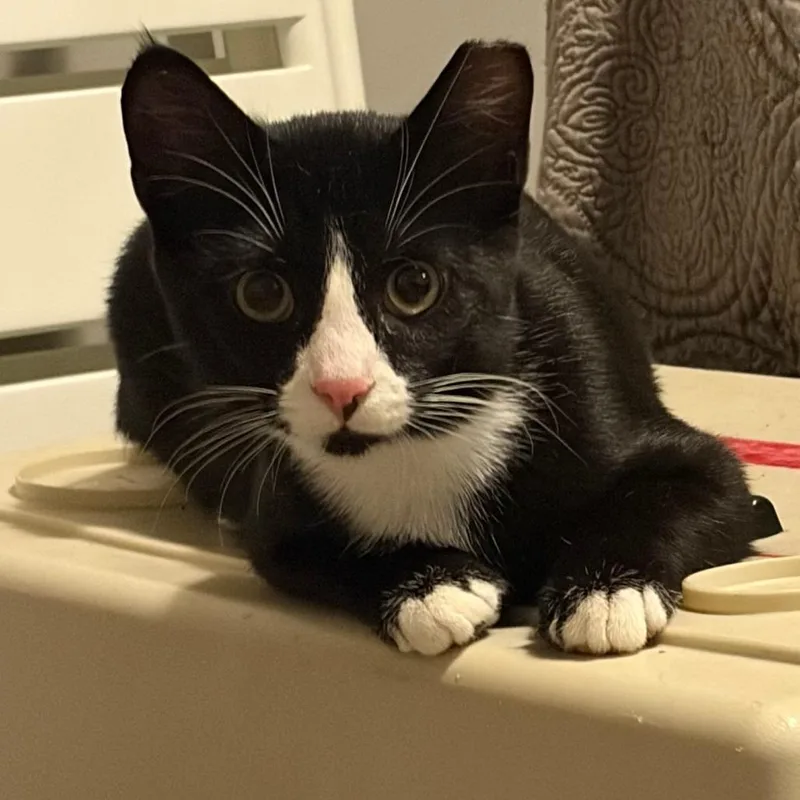 A baby small-sized male Black Domestic Short Hair cat named Abraham for adoption in Wichita, KS