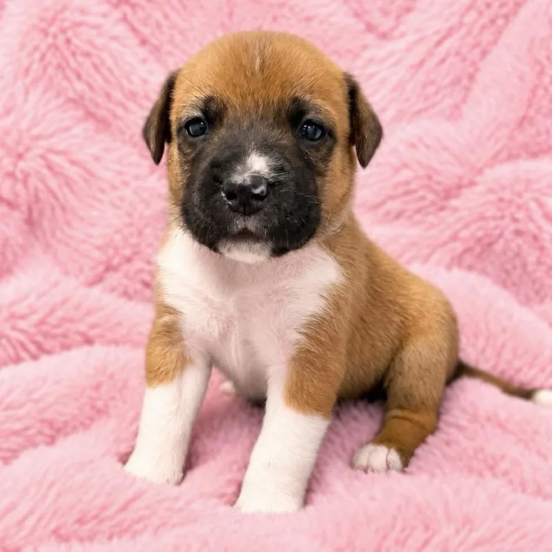 A baby medium-sized female Brown / Chocolate Cattle Dog dog named Alexa for adoption in St. Peters, MO