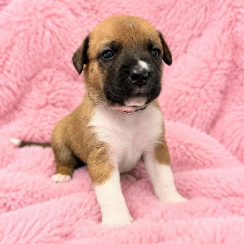 Alexa thumbnail 2