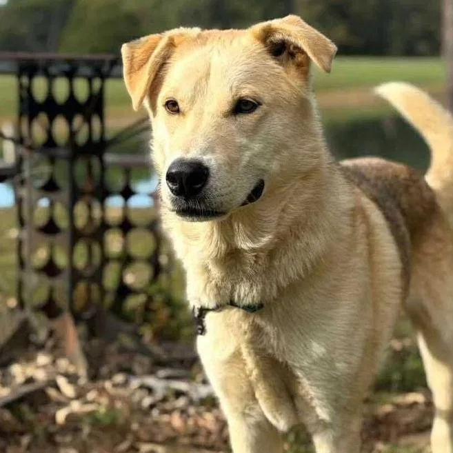 An adult large-sized male Yellow / Tan / Blond / Fawn Mixed Breed dog named Finn for adoption in Dover, NH