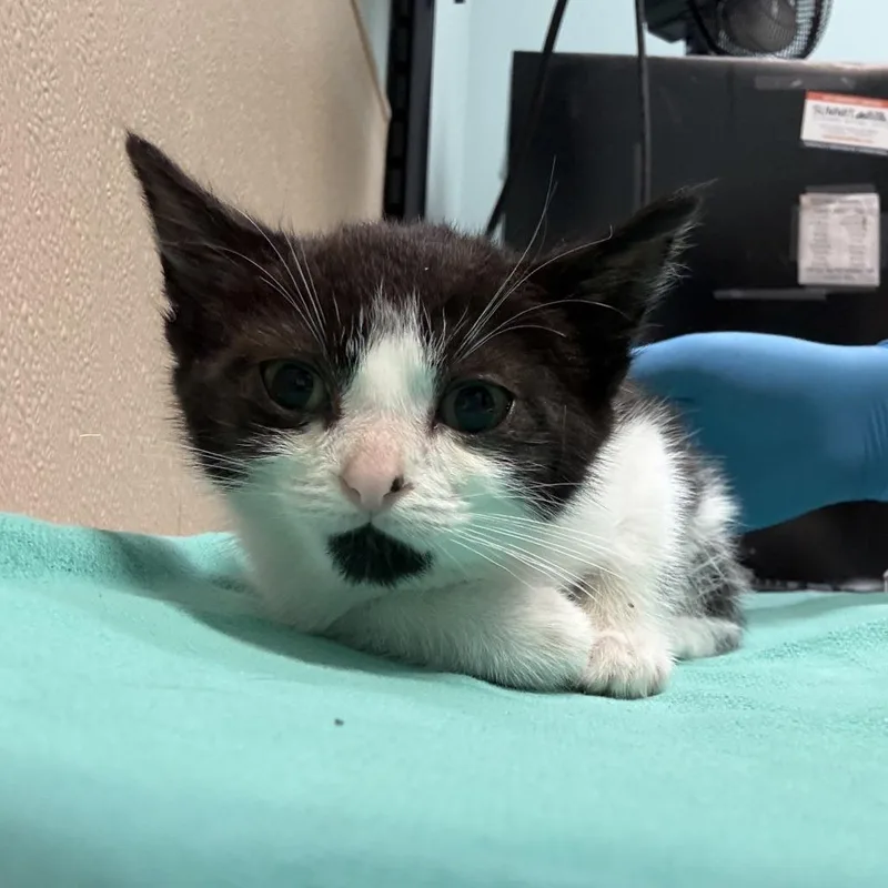 A baby small-sized male Black Domestic Short Hair cat named AmeriCone Dream for adoption in Tacoma, WA