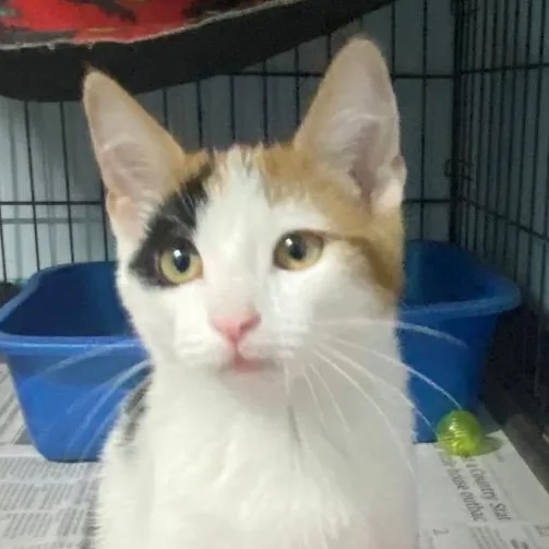 A baby medium-sized female Calico Domestic Short Hair cat named Mindy for adoption in Spencer, IN