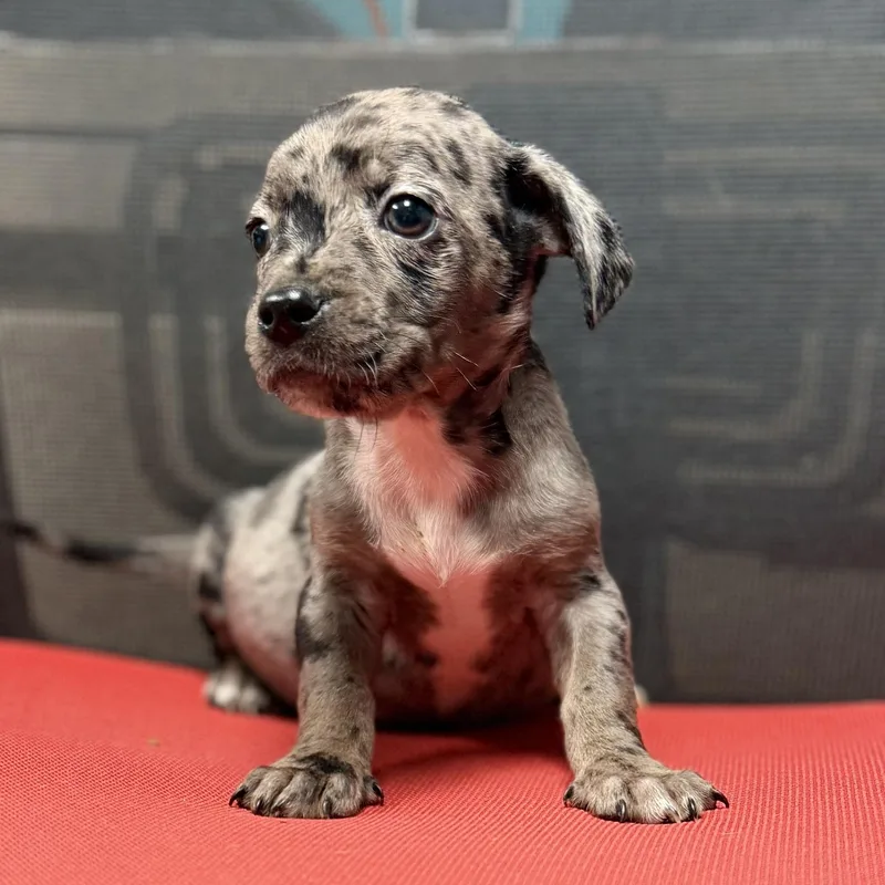A baby small-sized male Merle (Blue) Mixed Breed dog named Patch Arriving In for adoption in Berwick, ME