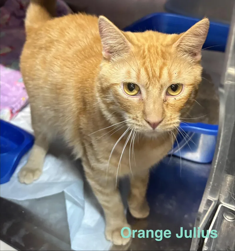An adult medium-sized male Orange / Red Tabby cat named Orange Julius for adoption in Las Vegas, NV