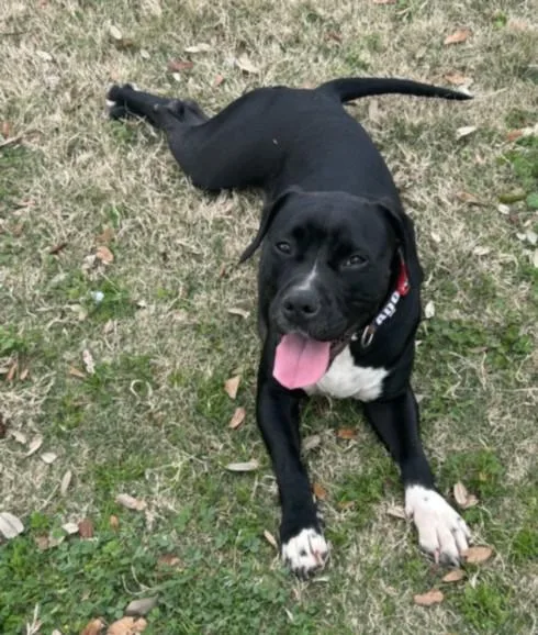 An adult medium-sized female Pit Bull Terrier dog named Mini Queenie for adoption in Texas City, TX