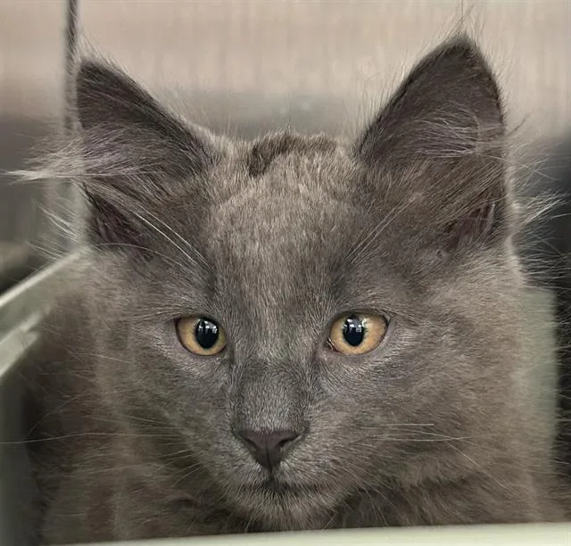 A baby small-sized male Domestic Medium Hair cat named Sauron for adoption in Santa Cruz, CA