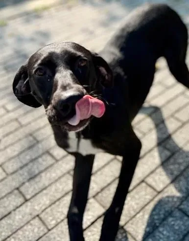 An adult large-sized female Labrador Retriever dog named Shelby for adoption in Kansas City, MO