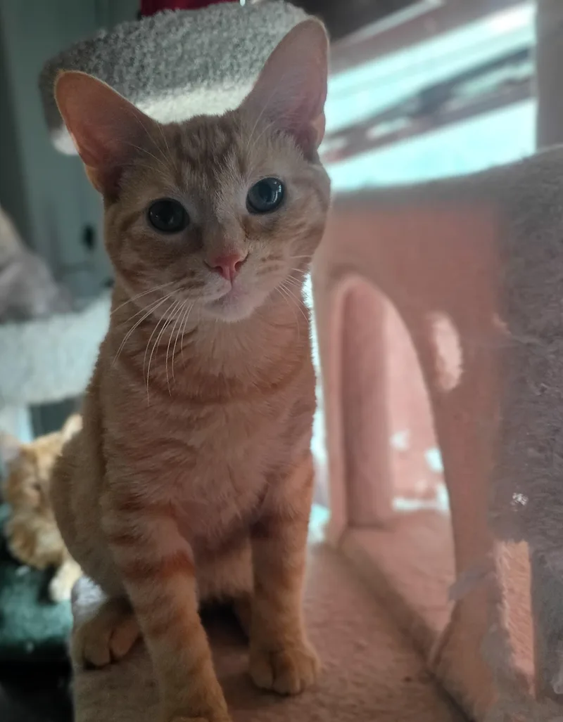 A young medium-sized male Orange / Red Domestic Short Hair cat named Tucker for adoption in Pocatello, ID