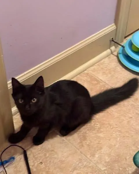 A baby small-sized female Domestic Medium Hair cat named Abby for adoption in Capshaw, AL