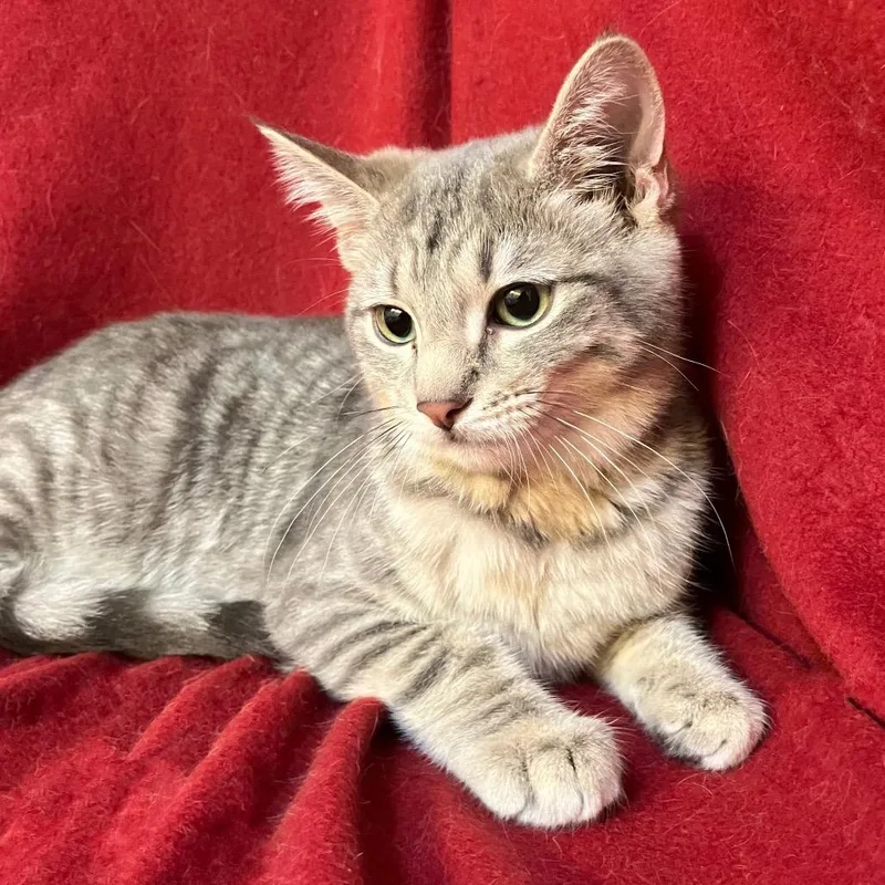 A baby small-sized female Gray / Blue / Silver Domestic Short Hair cat named Fawn Woodbridge for adoption in Merrifield, VA