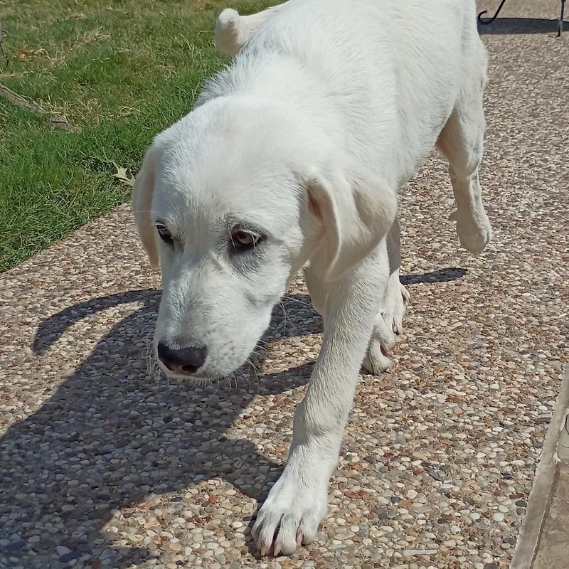 A young large-sized male Great Pyrenees dog named Oscar for adoption in Colleyville, TX