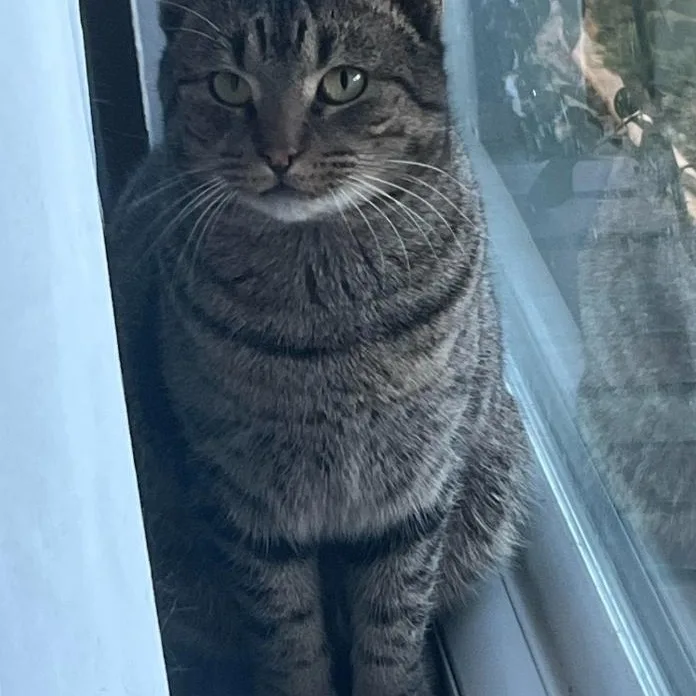 A young medium-sized male Tabby (Brown / Chocolate) Domestic Short Hair cat named Toes for adoption in Warr Acres, OK