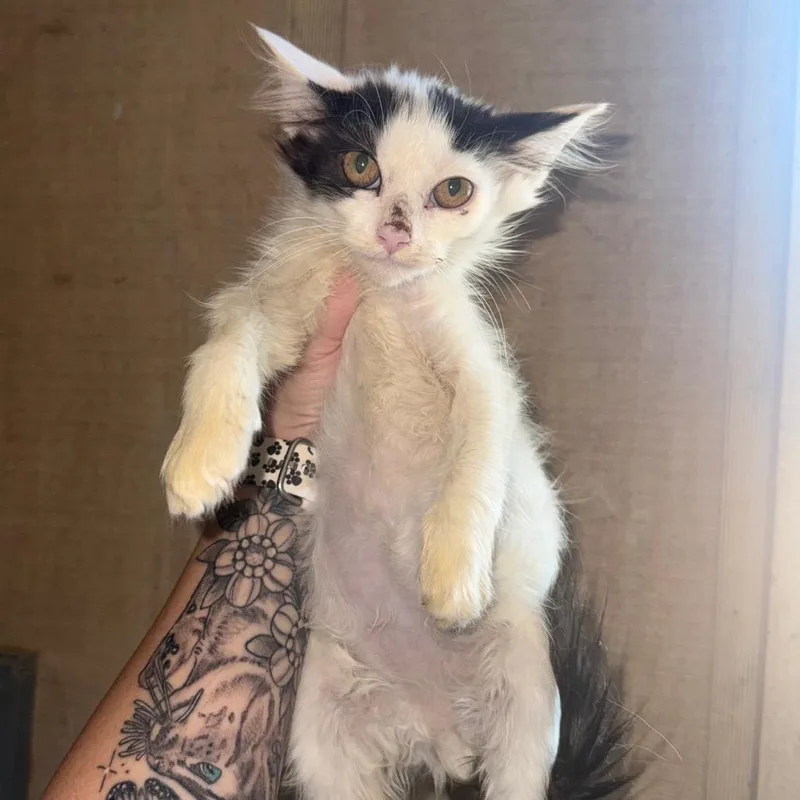 A baby small-sized male Domestic Medium Hair cat named Chandler for adoption in New Fairfield, CT