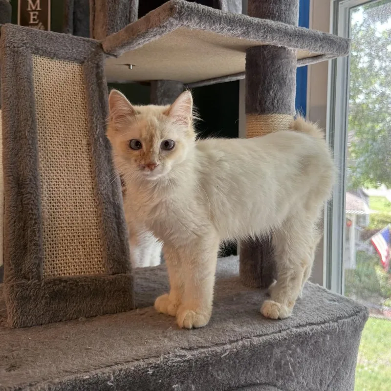 A baby small-sized male Domestic Medium Hair cat named Coop for adoption in Granville, OH