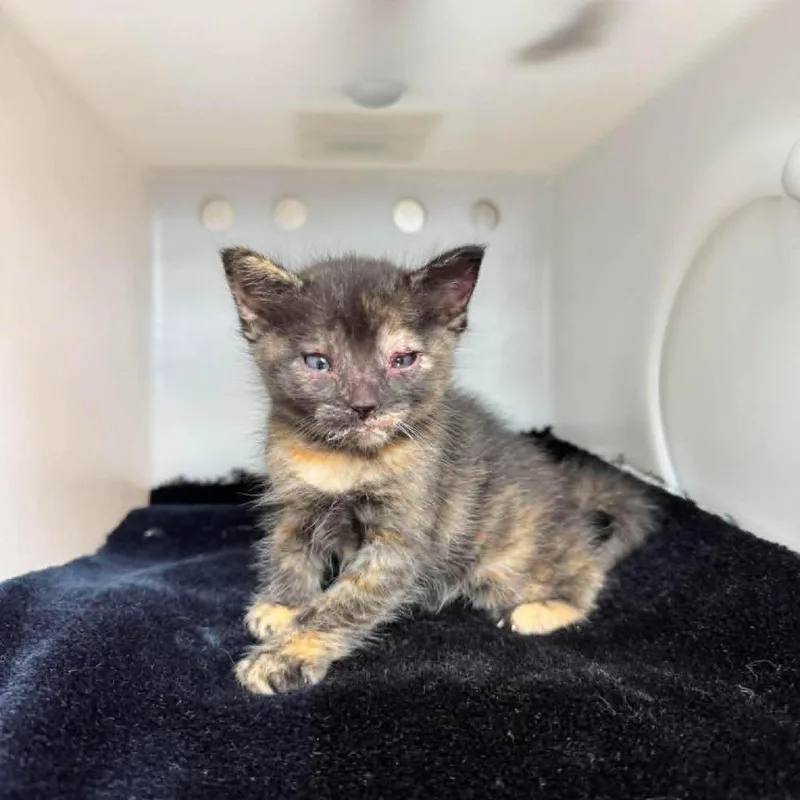 A baby small-sized female Tortoiseshell Domestic Short Hair cat named Mabeline for adoption in Bastrop, TX