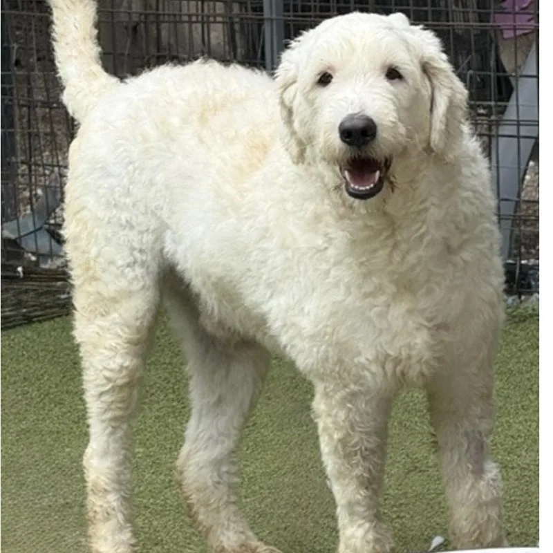 Dougal thumbnail 5