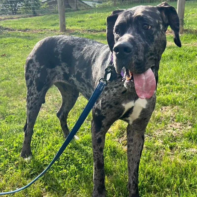 A young extra large-sized female Black Great Dane dog named Pandora for adoption in Phoenixville, PA