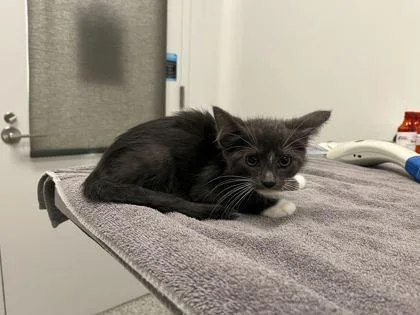 A baby small-sized male Gray / Blue / Silver Domestic Short Hair cat named Count Combonation Pizza Rolls for adoption in Kansas City, MO
