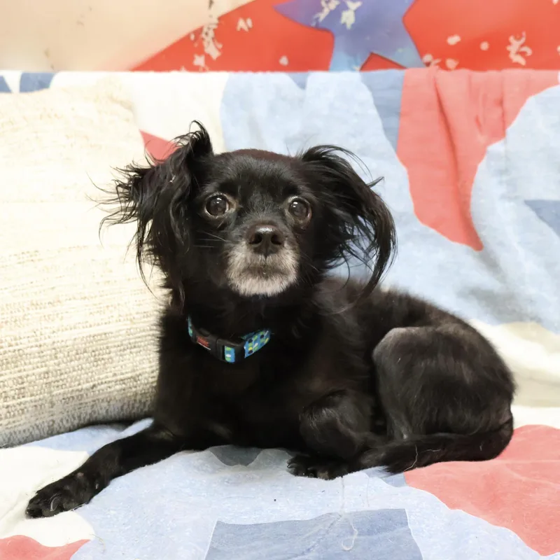 An adult small-sized male Chihuahua dog named Patch for adoption in Liverpool, TX