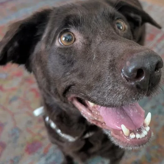 An adult medium-sized female Chocolate Labrador Retriever dog named Coco for adoption in Saint Petersburg, FL