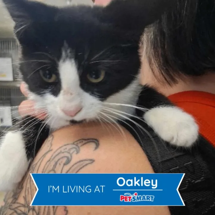 A young small-sized female Black & White / Tuxedo Domestic Short Hair cat named Sweet Pea for adoption in Cincinnati, OH