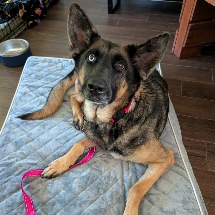 An adult large-sized female Brown / Chocolate German Shepherd Dog dog named Willow for adoption in Batson, TX