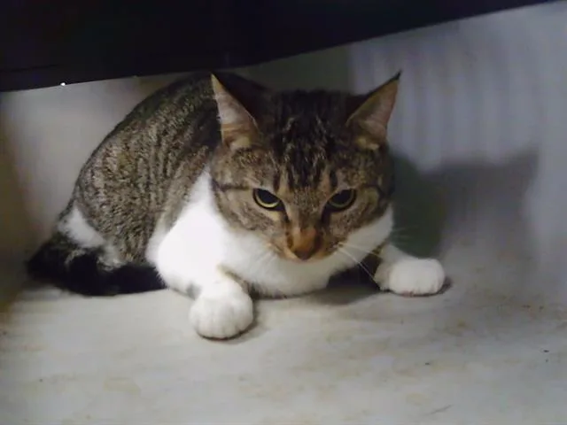 A young small-sized female Domestic Short Hair cat named Haven for adoption in Charlotte, NC