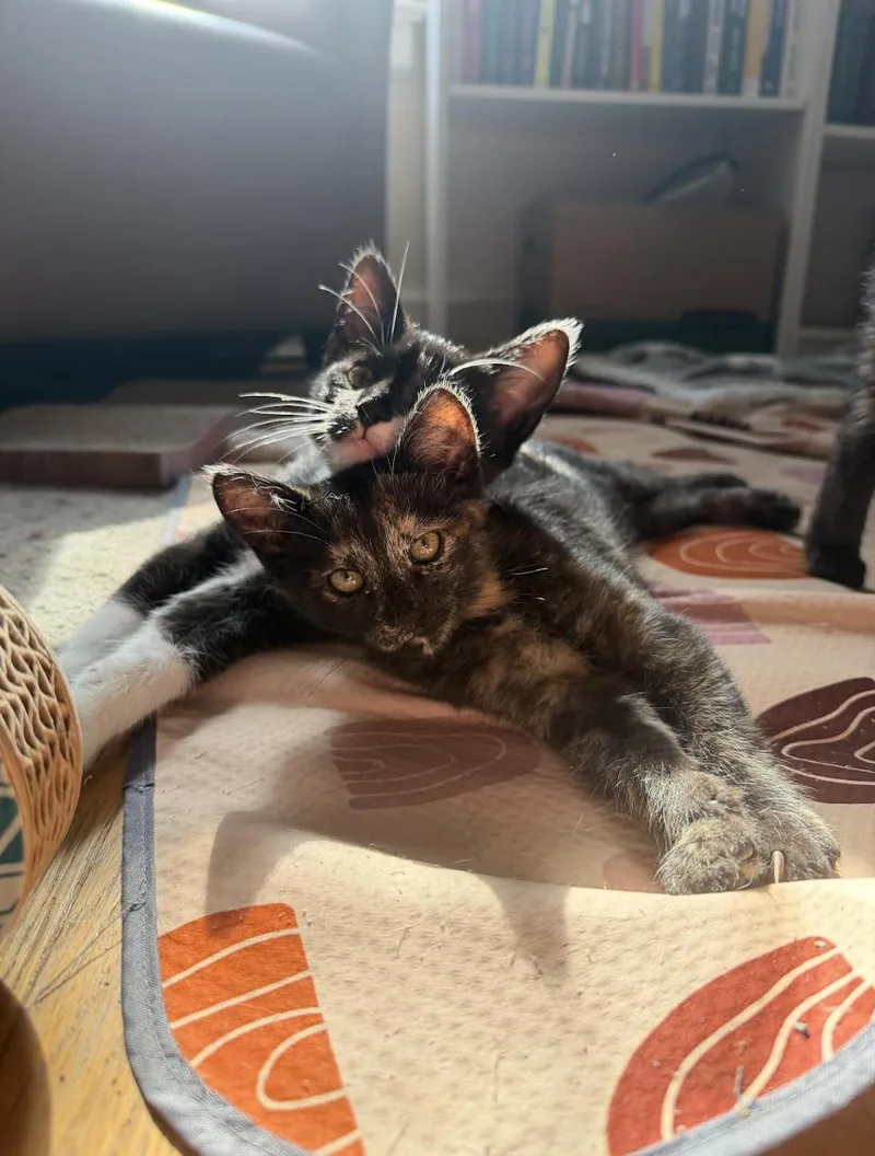 A baby medium-sized female Domestic Short Hair cat named Emily Bronte for adoption in Rochester, NY